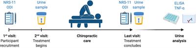 Presence of Tumor Necrosis Factor-Alpha in Urine Samples of Patients With Chronic Low Back Pain Undergoing Chiropractic Care: Preliminary Findings From a Prospective Cohort Study